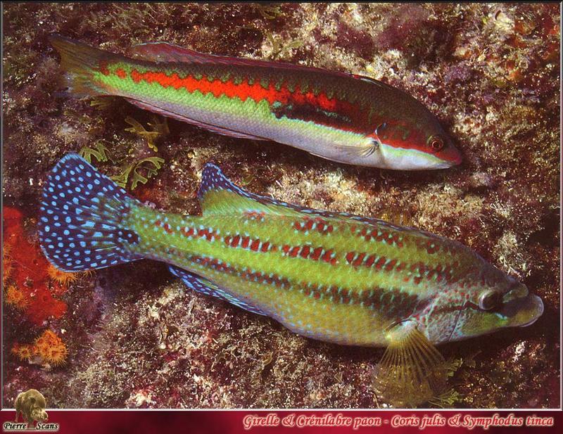 Mediterranean Rainbow Wrasse (Coris julis) & Peacock Wrasse (Symphodus tinca); DISPLAY FULL IMAGE.