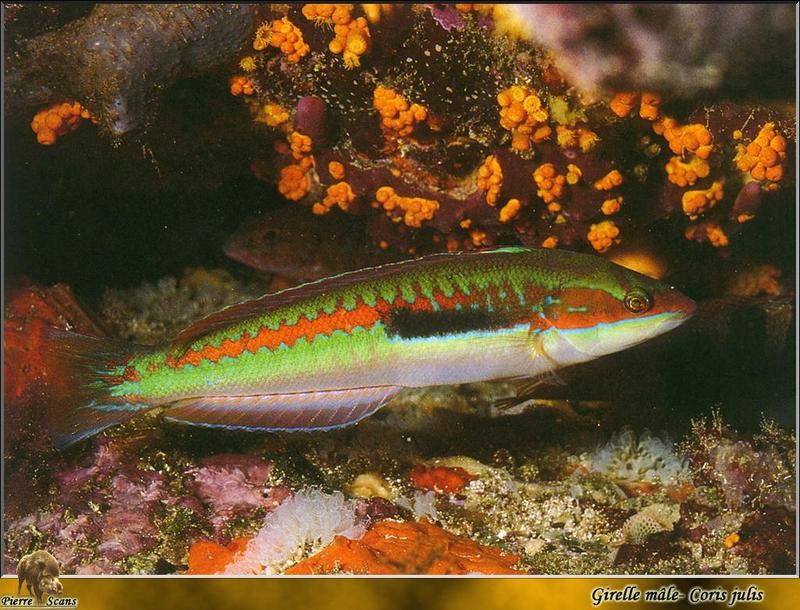 Mediterranean Rainbow Wrasse (Coris julis); DISPLAY FULL IMAGE.