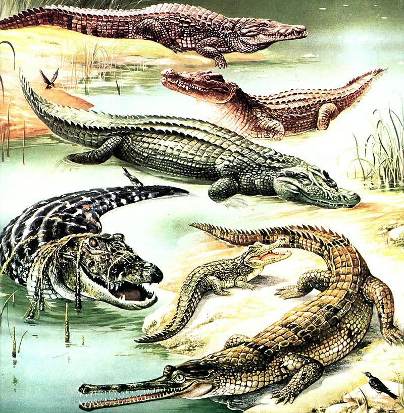 [Animal Art] Crocodiles {!--악어-->; DISPLAY FULL IMAGE.