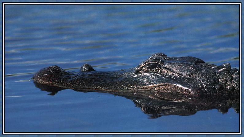Alligator {!--악어-->; DISPLAY FULL IMAGE.
