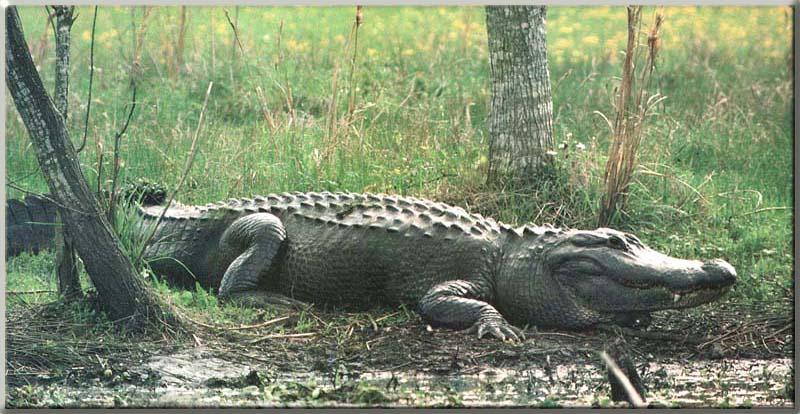 Alligator {!--악어-->; DISPLAY FULL IMAGE.