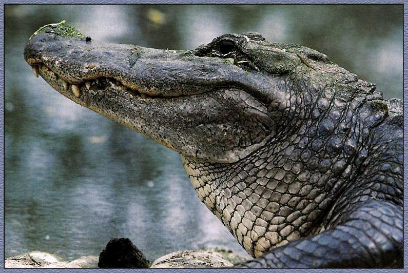 Alligator {!--악어-->; DISPLAY FULL IMAGE.