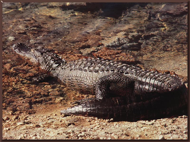 Alligator {!--악어-->; DISPLAY FULL IMAGE.