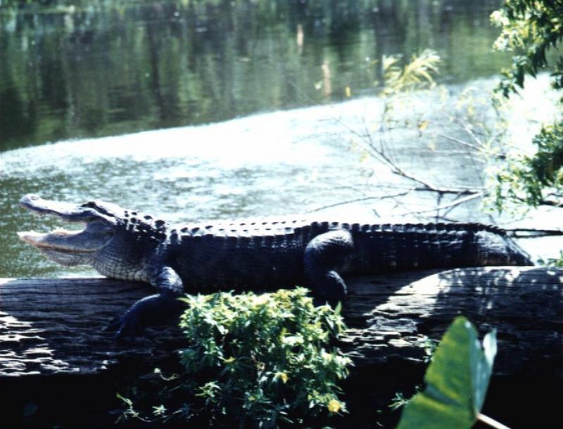 Alligator {!--악어-->; DISPLAY FULL IMAGE.