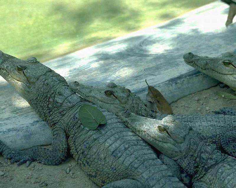 Alligator {!--악어-->; DISPLAY FULL IMAGE.