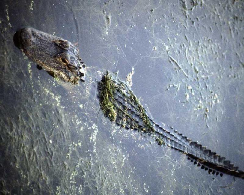 Alligator {!--악어-->; DISPLAY FULL IMAGE.