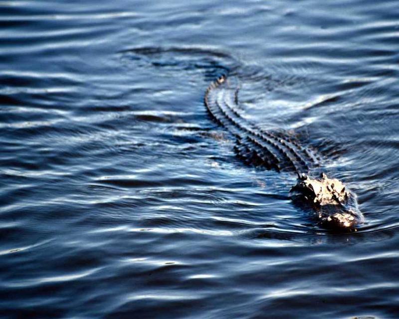 Alligator {!--악어-->; DISPLAY FULL IMAGE.