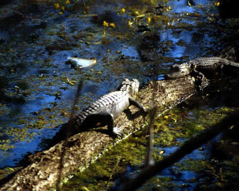 Alligator {!--악어-->; DISPLAY FULL IMAGE.