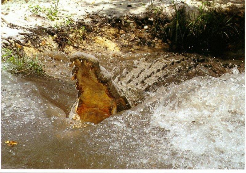 Alligator {!--악어-->; DISPLAY FULL IMAGE.