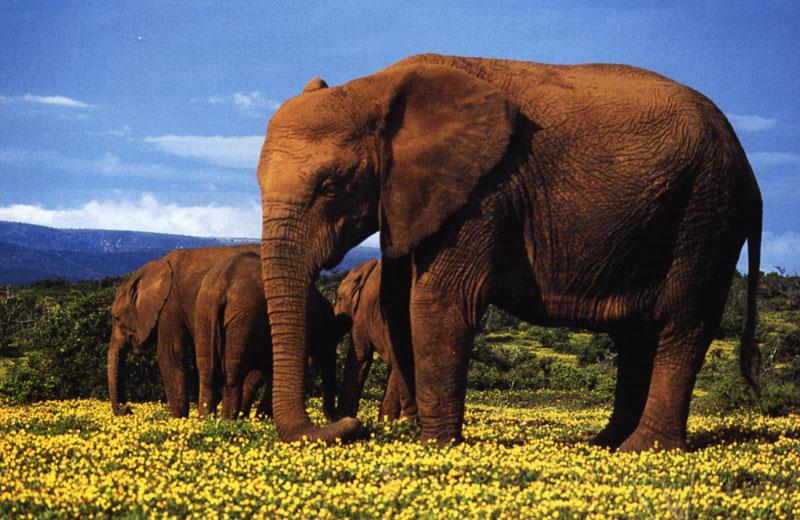 African Elephants (Loxodonta africana) {!--아프리카코끼리-->; DISPLAY FULL IMAGE.