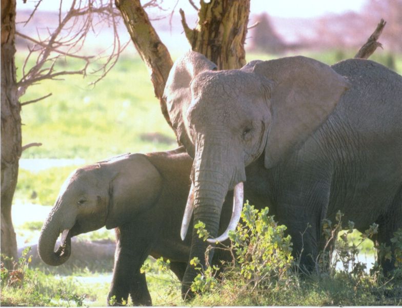 African Elephants (Loxodonta africana) mom and calf {!--아프리카코끼리-->; DISPLAY FULL IMAGE.