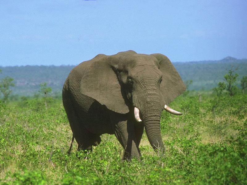 African Elephant (Loxodonta africana) {!--아프리카코끼리-->; DISPLAY FULL IMAGE.