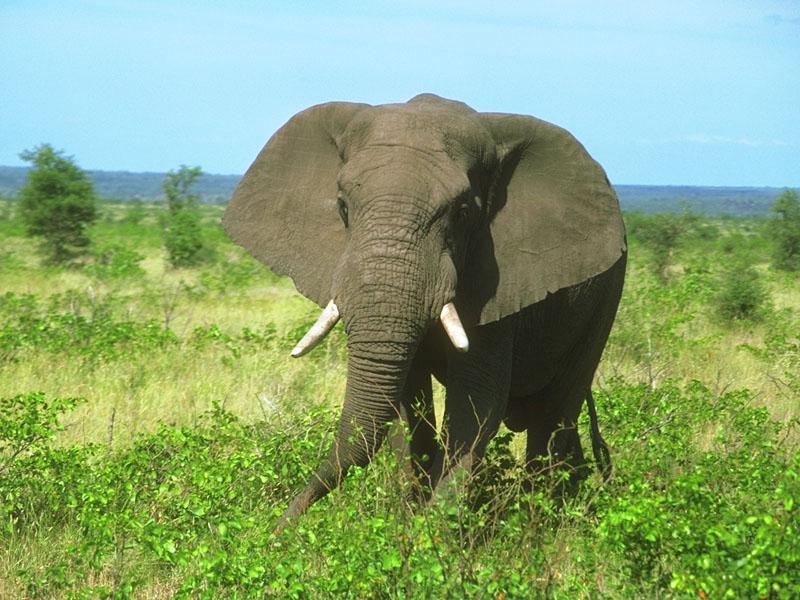 African Elephant (Loxodonta africana) {!--아프리카코끼리-->; DISPLAY FULL IMAGE.