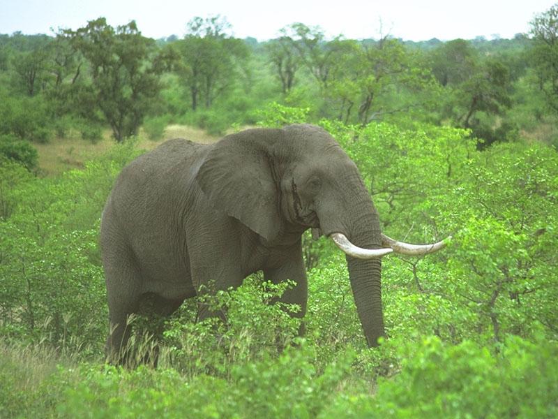 African Elephant (Loxodonta africana) {!--아프리카코끼리-->; DISPLAY FULL IMAGE.