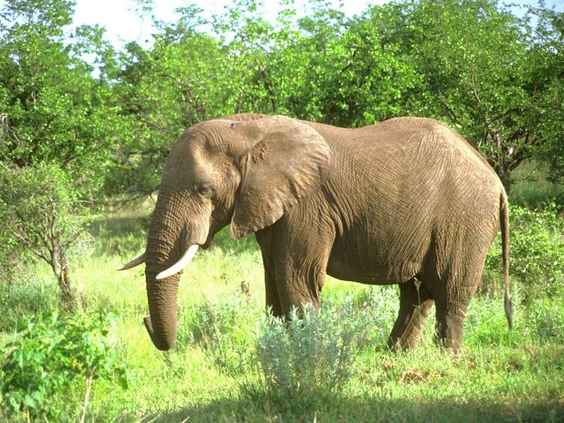African Elephant (Loxodonta africana) {!--아프리카코끼리-->; DISPLAY FULL IMAGE.