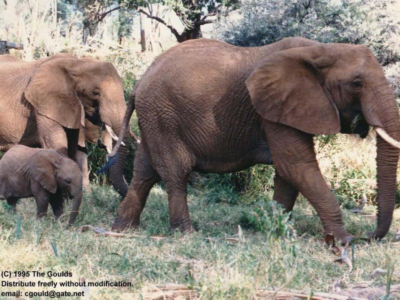 African Elephants (Loxodonta africana) {!--아프리카코끼리-->; DISPLAY FULL IMAGE.