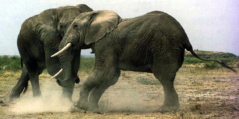 African Elephants (Loxodonta africana) {!--아프리카코끼리-->; DISPLAY FULL IMAGE.