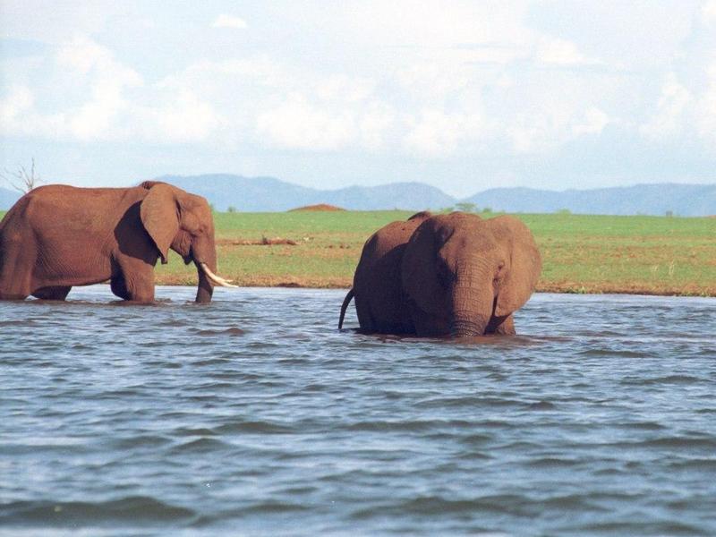 African Elephants (Loxodonta africana) {!--아프리카코끼리-->; DISPLAY FULL IMAGE.