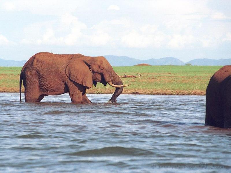 African Elephants (Loxodonta africana) {!--아프리카코끼리-->; DISPLAY FULL IMAGE.