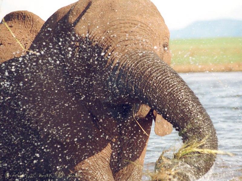 African Elephant (Loxodonta africana) {!--아프리카코끼리-->; DISPLAY FULL IMAGE.