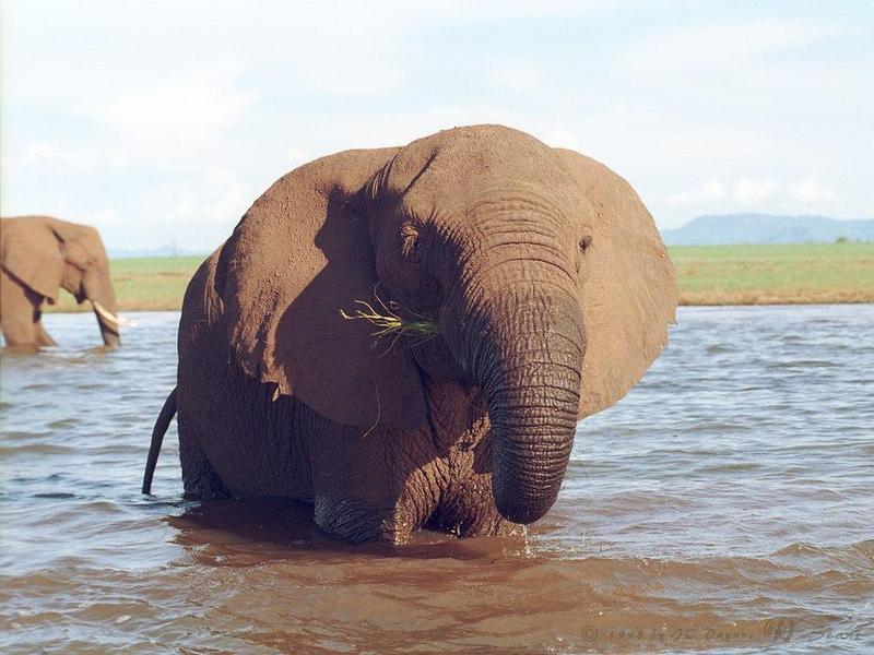 African Elephant (Loxodonta africana) {!--아프리카코끼리-->; DISPLAY FULL IMAGE.