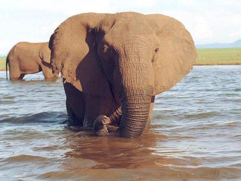 African Elephant (Loxodonta africana) {!--아프리카코끼리-->; DISPLAY FULL IMAGE.