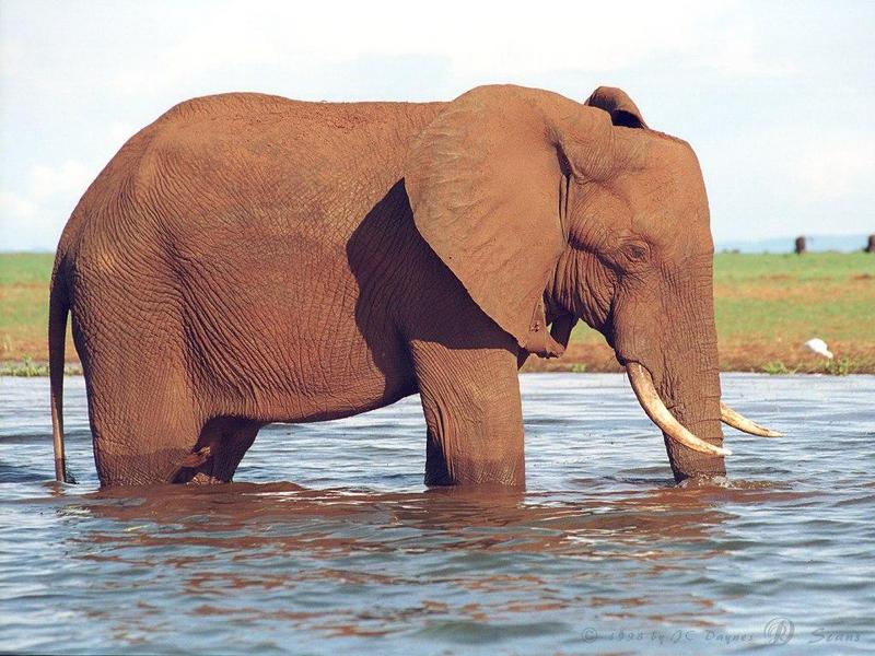 African Elephant (Loxodonta africana) {!--아프리카코끼리-->; DISPLAY FULL IMAGE.