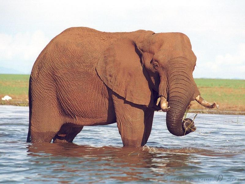 African Elephant (Loxodonta africana) {!--아프리카코끼리-->; DISPLAY FULL IMAGE.