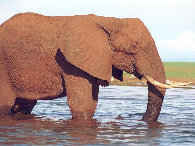 African Elephant (Loxodonta africana) {!--아프리카코끼리-->; DISPLAY FULL IMAGE.