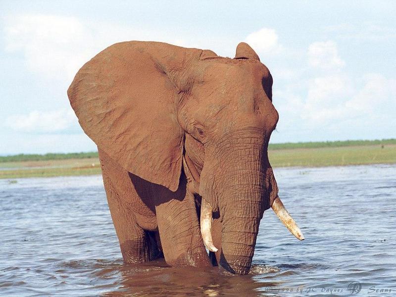 African Elephant (Loxodonta africana) {!--아프리카코끼리-->; DISPLAY FULL IMAGE.