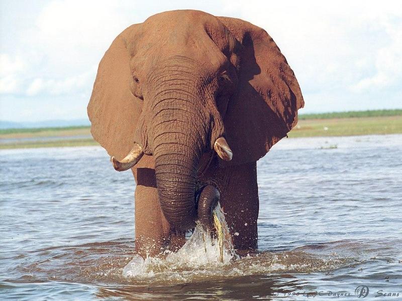 African Elephant (Loxodonta africana) {!--아프리카코끼리-->; DISPLAY FULL IMAGE.