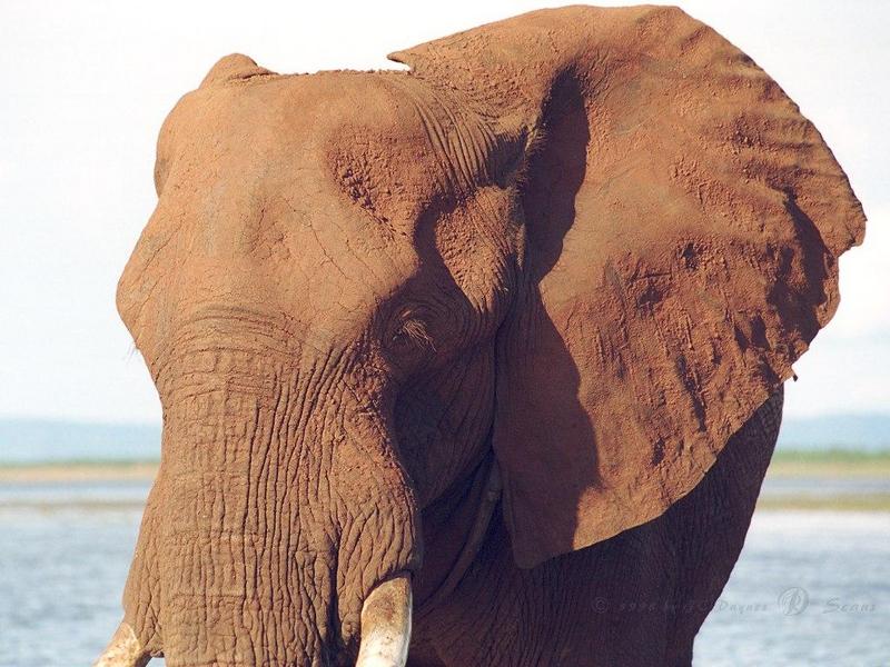 African Elephant (Loxodonta africana) {!--아프리카코끼리-->; DISPLAY FULL IMAGE.