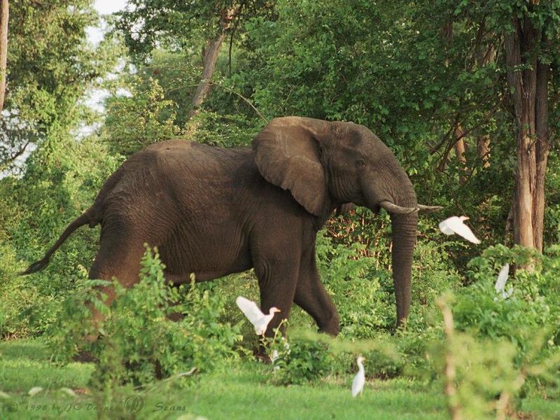 African Elephant (Loxodonta africana) {!--아프리카코끼리-->; DISPLAY FULL IMAGE.