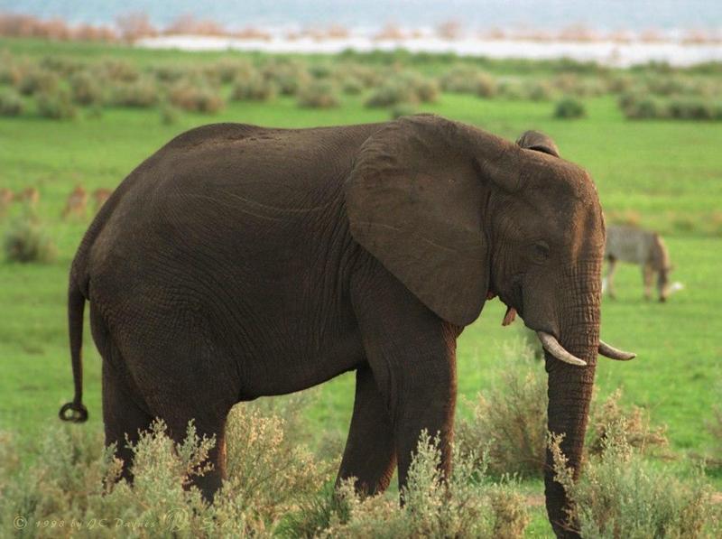 African Elephant (Loxodonta africana) {!--아프리카코끼리-->; DISPLAY FULL IMAGE.