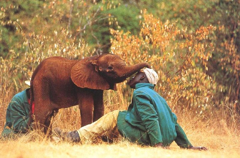 African Elephant (Loxodonta africana) calf {!--아프리카코끼리-->; DISPLAY FULL IMAGE.