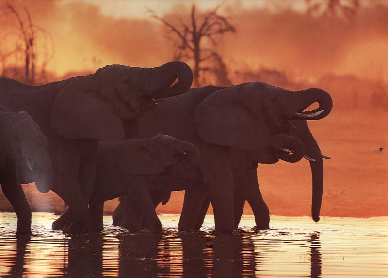 African Elephants (Loxodonta africana) {!--아프리카코끼리-->; DISPLAY FULL IMAGE.