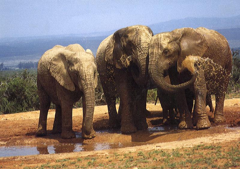 African Elephants (Loxodonta africana) {!--아프리카코끼리-->; DISPLAY FULL IMAGE.