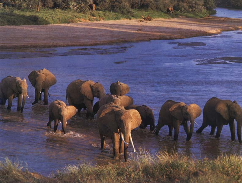 African Elephants (Loxodonta africana) {!--아프리카코끼리-->; DISPLAY FULL IMAGE.