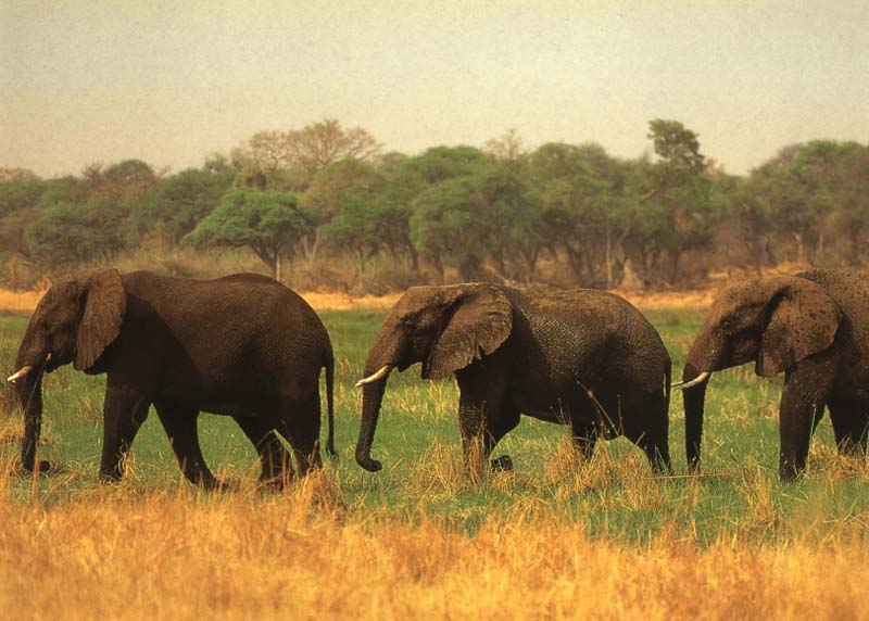 African Elephants (Loxodonta africana) {!--아프리카코끼리-->; DISPLAY FULL IMAGE.