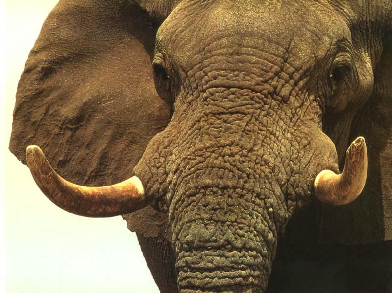 African Elephant (Loxodonta africana) {!--아프리카코끼리-->; DISPLAY FULL IMAGE.