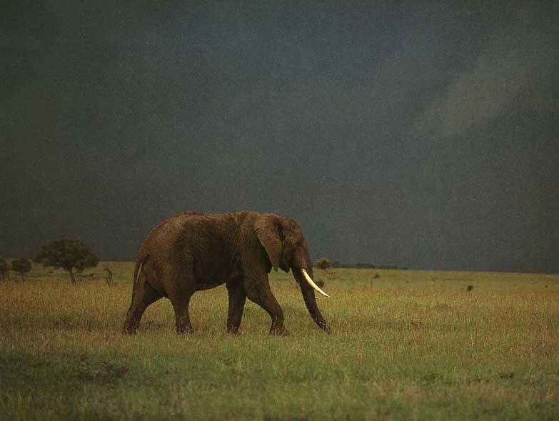 African Elephant (Loxodonta africana) {!--아프리카코끼리-->; DISPLAY FULL IMAGE.