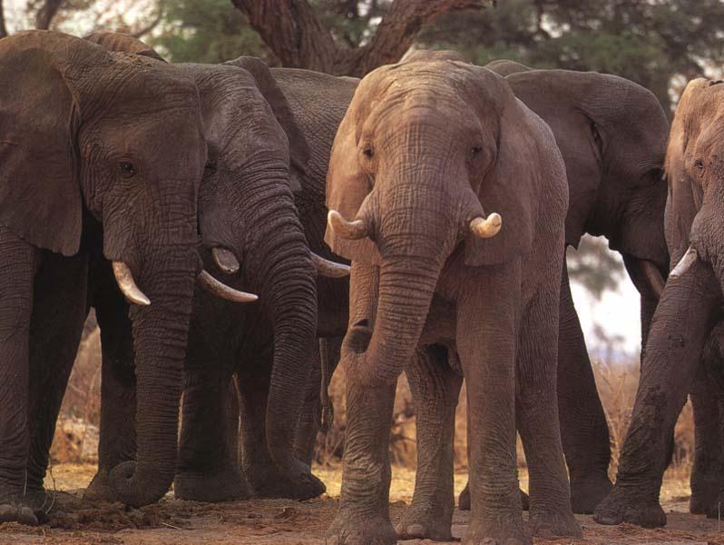 African Elephants (Loxodonta africana) {!--아프리카코끼리-->; DISPLAY FULL IMAGE.