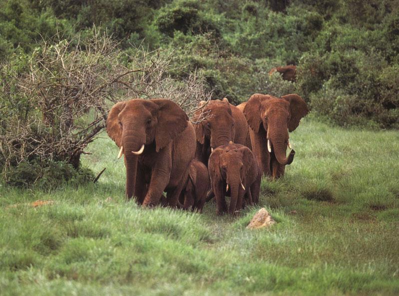 African Elephants (Loxodonta africana) {!--아프리카코끼리-->; DISPLAY FULL IMAGE.