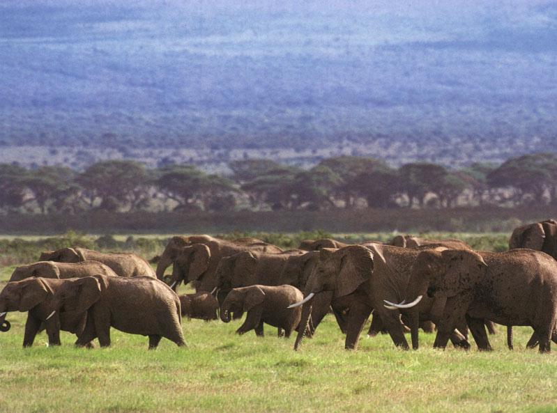 African Elephants (Loxodonta africana) {!--아프리카코끼리-->; DISPLAY FULL IMAGE.
