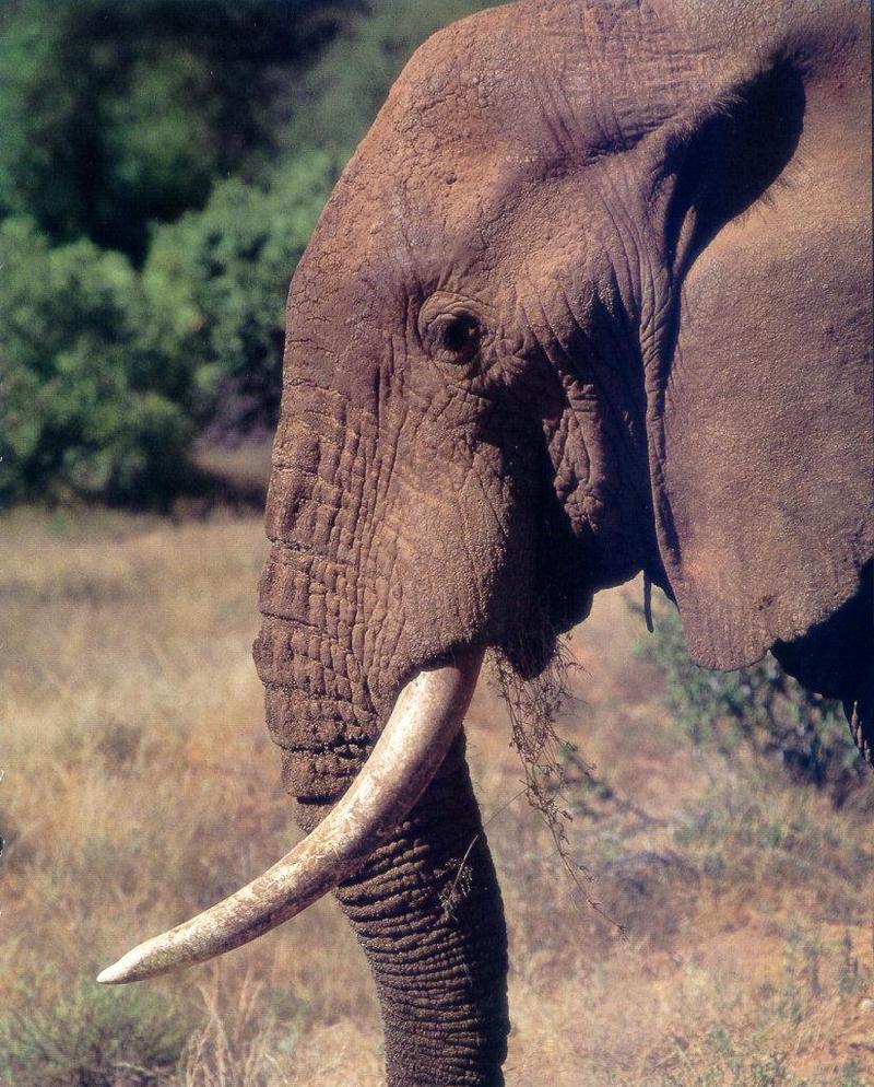 African Elephant (Loxodonta africana) {!--아프리카코끼리-->; DISPLAY FULL IMAGE.