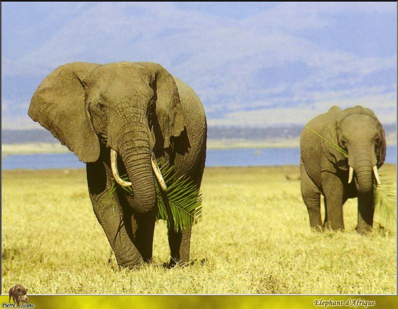 African Elephants (Loxodonta africana) {!--아프리카코끼리-->; DISPLAY FULL IMAGE.
