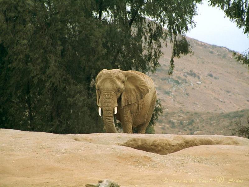 African Elephant (Loxodonta africana) {!--아프리카코끼리-->; DISPLAY FULL IMAGE.
