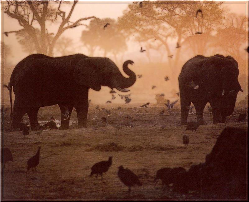 South African Bush Elephants (Loxodonta africana africana) {!--덤불코끼리(아프리카코끼리 아종)-->; DISPLAY FULL IMAGE.