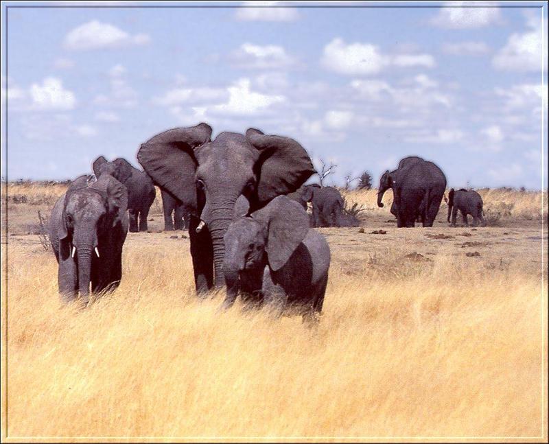 South African Bush Elephants (Loxodonta africana africana) {!--덤불코끼리(아프리카코끼리 아종)-->; DISPLAY FULL IMAGE.