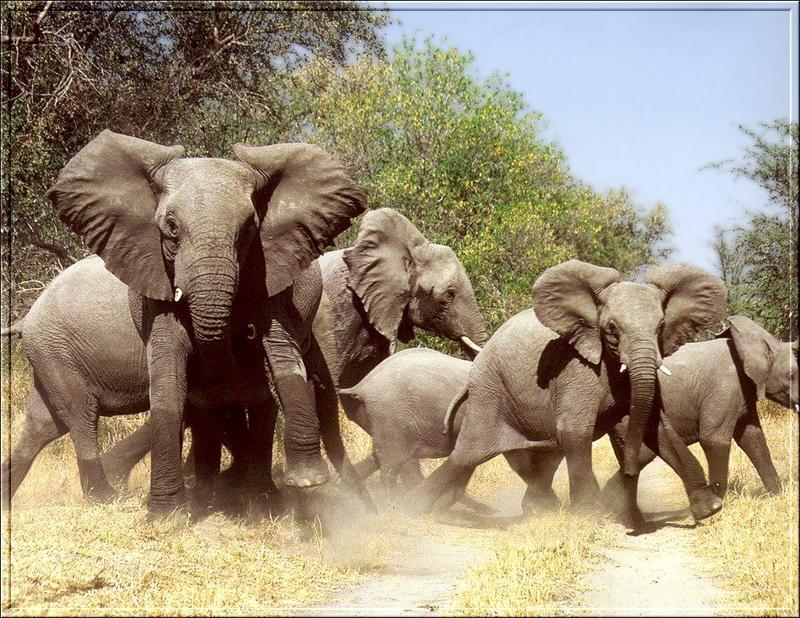 South African Bush Elephants (Loxodonta africana africana) {!--덤불코끼리(아프리카코끼리 아종)-->; DISPLAY FULL IMAGE.